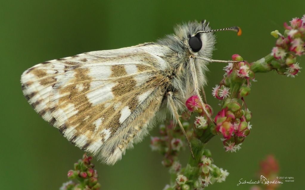 Quale Pyrgus? Pyrgus armoricanus, Hesperiidae